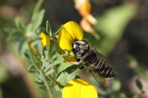 Megachile sp.
